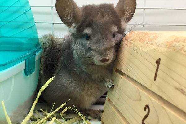 静岡県沼津市 ペットショップワンラブ カインズ沼津店のスタッフブログ その他小動物
