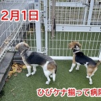 ガオだらけな日々　