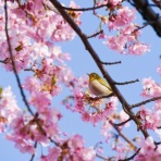 菊野台・骨盤調整とやさしいヨガの会
