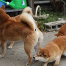 ベニオ・パラダイス（ベニパラ）