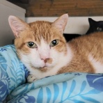 みにみゅう　猫の飼い主さん募集中　