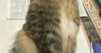 マロちゃんは実は長い