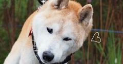 シニア散歩♪