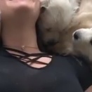これは幸せすぎる。子犬たちと添い寝してもしゃもしゃしてニコニコな女性。海外の反応