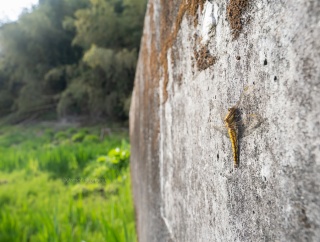 開幕 - シオヤトンボ・カワセミ【2026年３月 神奈川県】