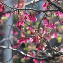 寒緋桜、または緋寒桜三点、です。