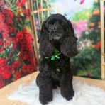 ドギパラプラス