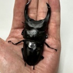 クワガタ自己満ラボ