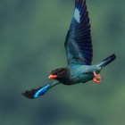 『投稿：AFボーグによるブッポウソウ5態＆夕焼け　2024/09/23』の画像