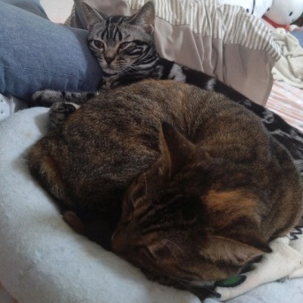 実物のﾈｺﾁｬﾝたちセカンド96