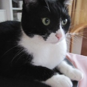 猫が「迷惑だ」と思っているときの表情