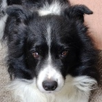 尾も白い奴等