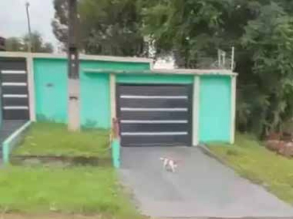 家の前に野良犬がいた。何だその格好は！ → １匹はこんな座り方です…