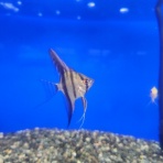 ワンラブ観賞魚部門の入荷情報ブログ！