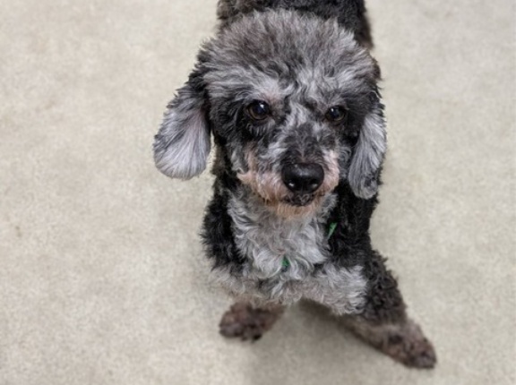 里親募集の子達がいっぱいいます。