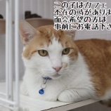 『保護犬＆猫の譲渡会のお知らせ』の画像