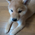★夕飯はココ！本家かまどやさん♪