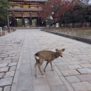 奈良旅行②