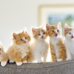 肉球を焼く、洗剤液に沈める・・・ネットで猫の虐待動画が後を絶たない。「神」「芸術作品」と投稿者をたたえる書き込みも。