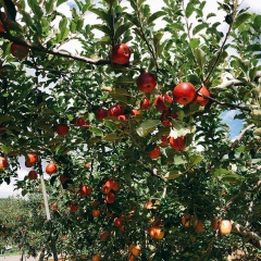 地元に帰省してリンゴ狩りをしてきました