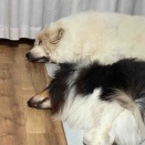 今夜はかなり涼しくて🩵