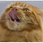 【画像】猫が精肉工場に侵入ｗｗｗ高級品だけ食い荒らすｗｗｗ