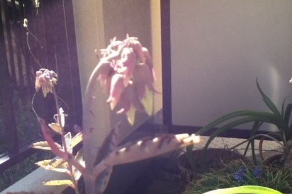 ナス科の地上絵 カランコエ類 Kalanchoe Spp