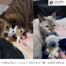 猫の日🐈お客さまの猫ちゃんとあみぐるみのご紹介♡
