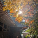 聖なる地で聖なるホーリーバジル⑯