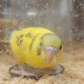 🐥インコちゃん🐥