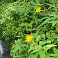 5月20日のお稽古ー茶筅荘、盆点、濃茶薄茶平点前