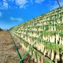 大根やぐら出現