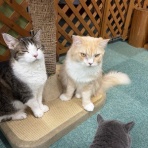 猫カフェ ねこまんまBlog