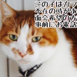 『【里親募集中】茶トラ白の日本猫』の画像