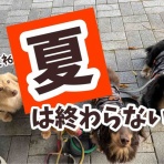 メルロコ一家の横須賀ストーリー