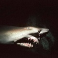 人類｢メガロドンは絶滅した！(決定的な根拠なし、深海ほぼ未探索、シーラカンスは生きていた)｣←これ