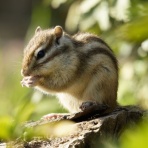 いきもの大好き！chunchunblog