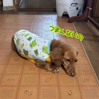 パパ不調。んでもって喧嘩。