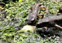 イモリ幼体飼育用のレイアウト 主食は水族館です