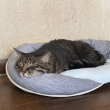 『ネコノミクス。』の画像