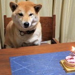 柴犬と暮らす山好きフライ釣人の日記