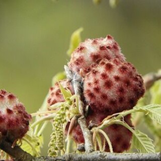 みかん農家のこだわりみかん栽培の日々