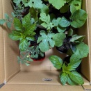 野菜にの苗購入