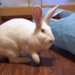 兎鳥庵（うさぎさんの里親募集）