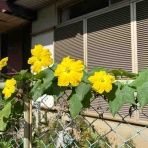 めだか子供の家☆日記☆