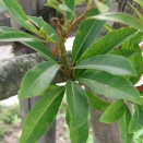 ＋αの植栽大研究　第2回