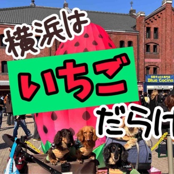 横浜うろうろ。赤レンガとかマリンウォークとか。