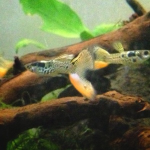稚魚の生存率アップ方法 グッピー 稚魚 成長過程 給餌回数 アクアリウム情報 アンテナサイト アクアリウムの輪