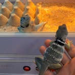 コノユビニュース