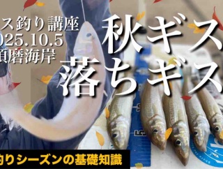 須磨の秋ギス良型揃う！